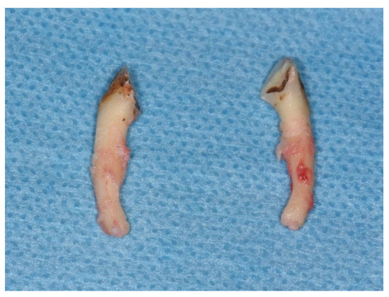 fatima arjamandi feet 2