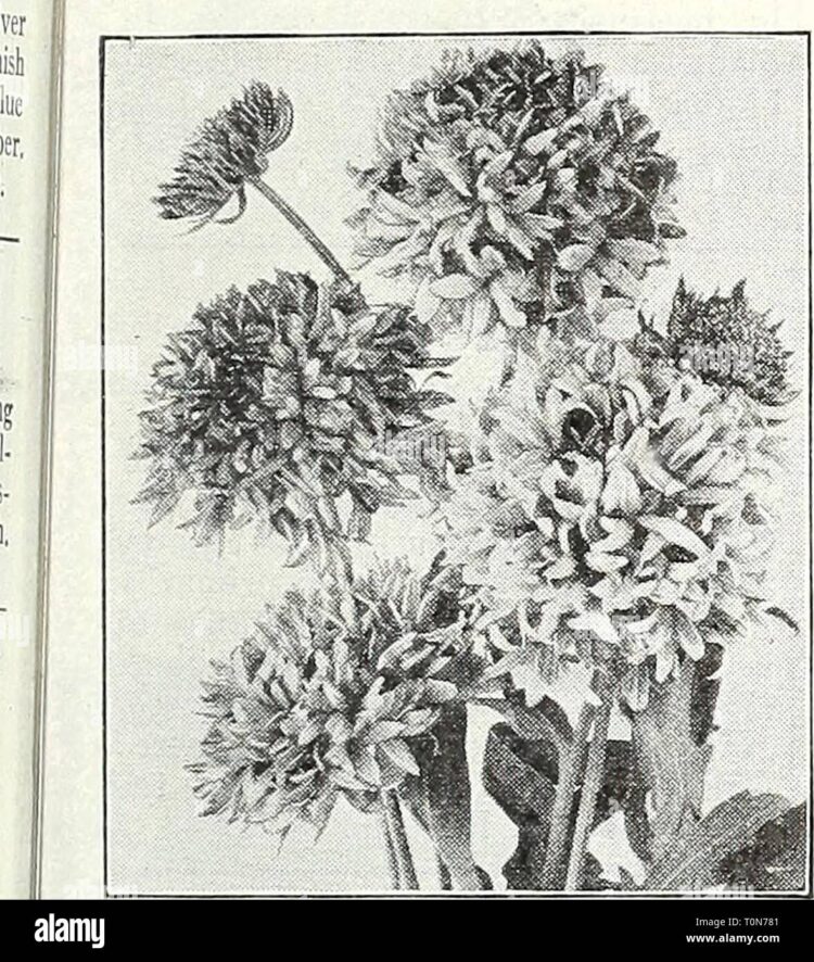 felicia agatha feet 5