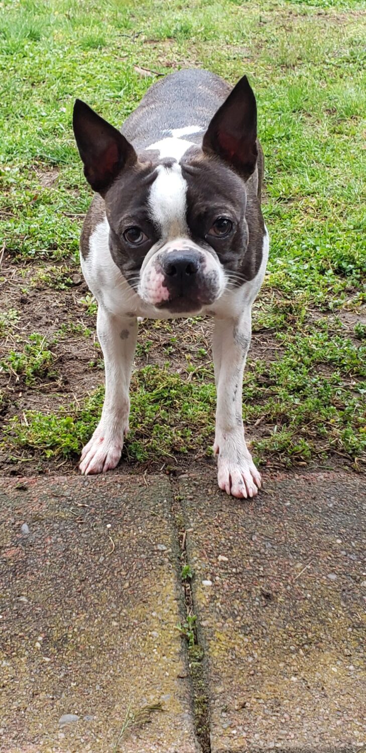 flokiis feet 4 scaled