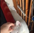 franziska schoebel feet 5