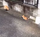 franziska schoebel feet 6