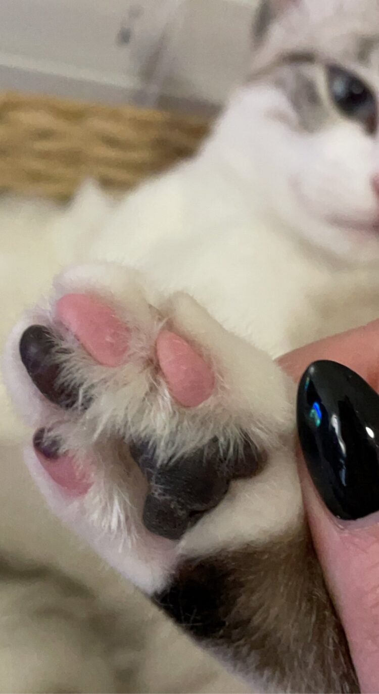 frtingglitter feet 1