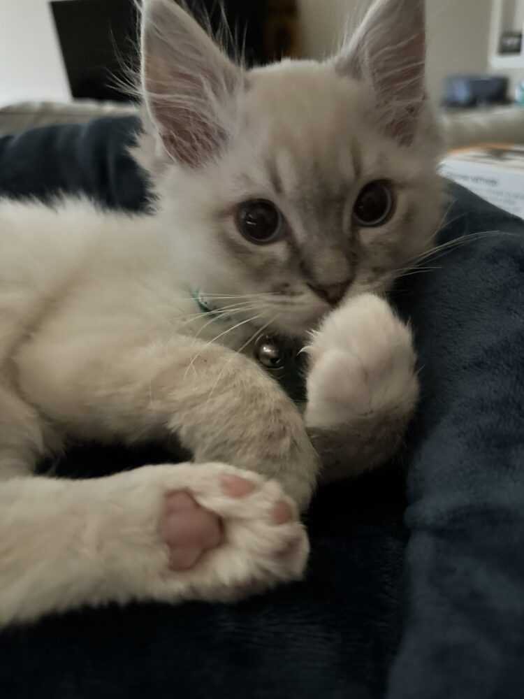 frtingglitter feet 6