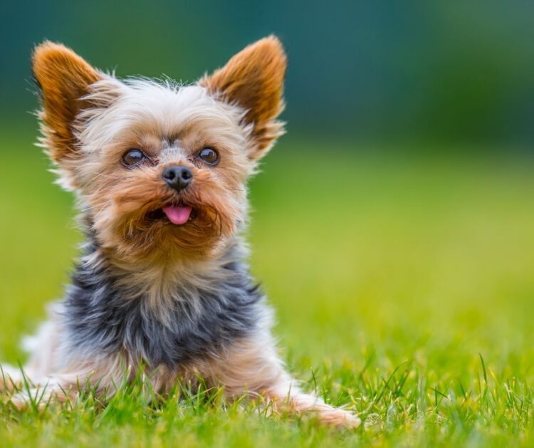 Georgia Yorkie Feet