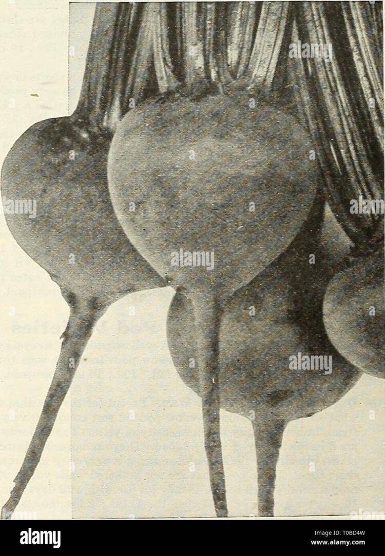 germina preses feet 1