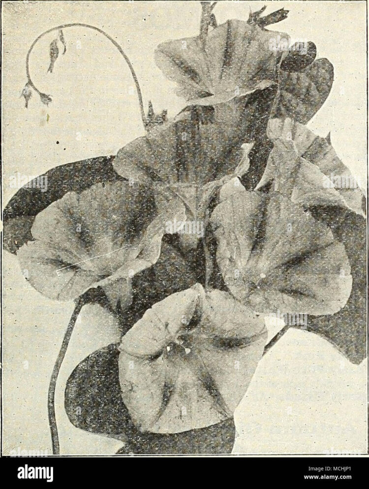 germina preses feet 3