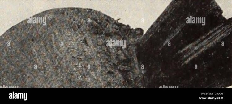 germina preses feet 5