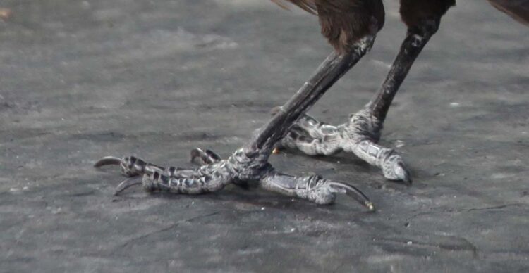 grackle feet 1