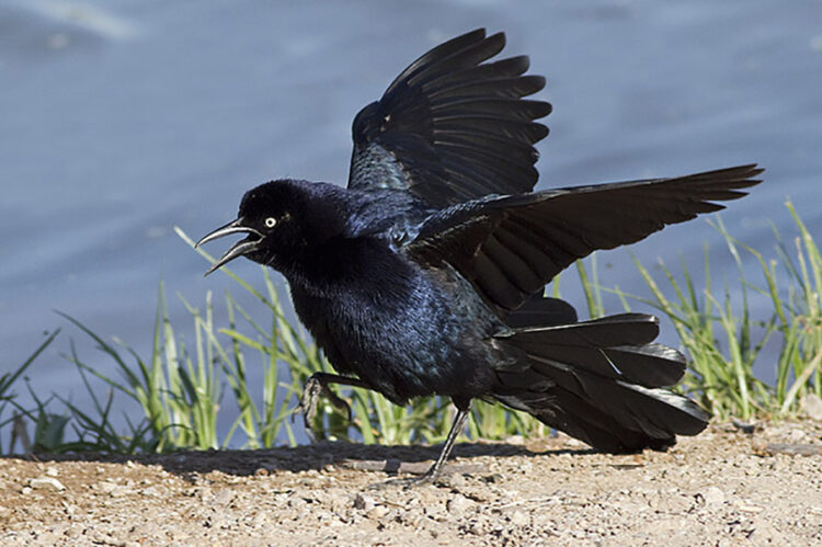 grackle feet 6