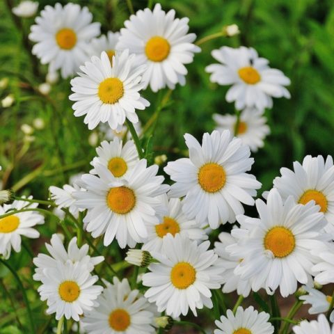 grandma daisy feet 4