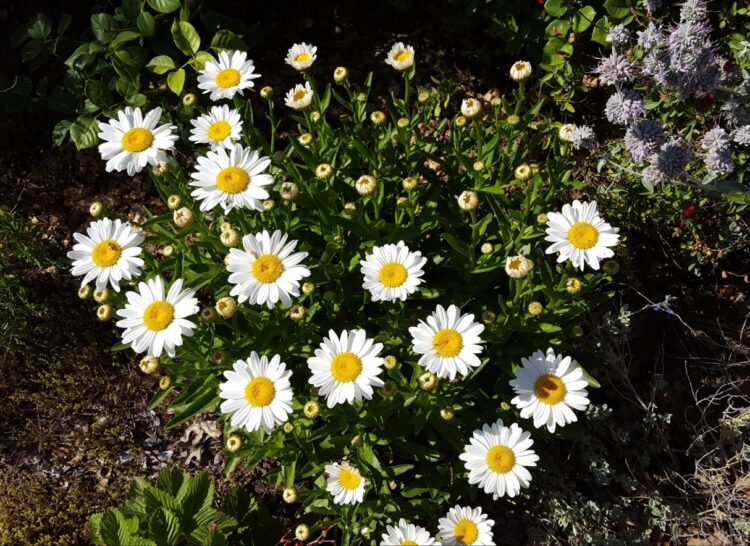 grandma daisy feet 5