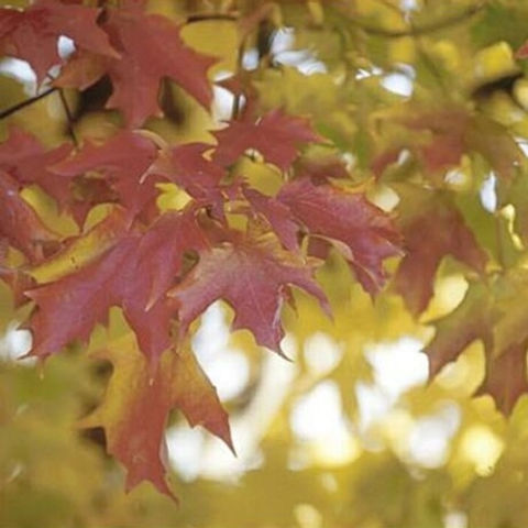 grayson maples feet 2