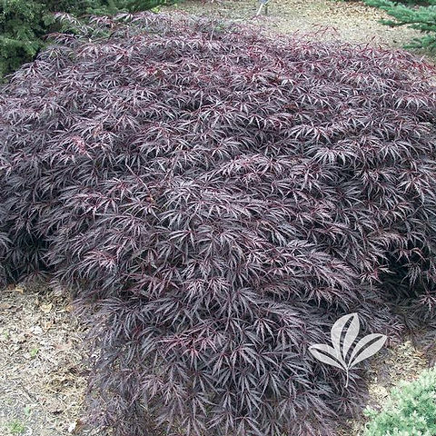 grayson maples feet 5