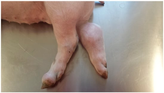 greer robson feet 4
