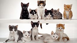 greyciane chandoha feet 4