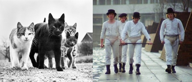 greyciane chandoha feet