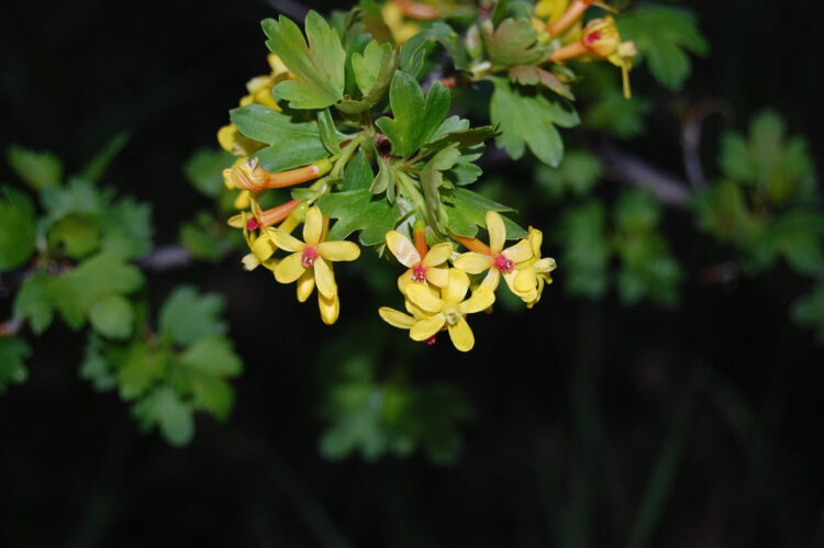 gwen currant feet 2 scaled