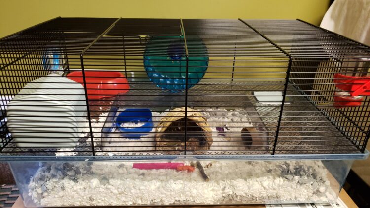 hammylux feet 2 scaled