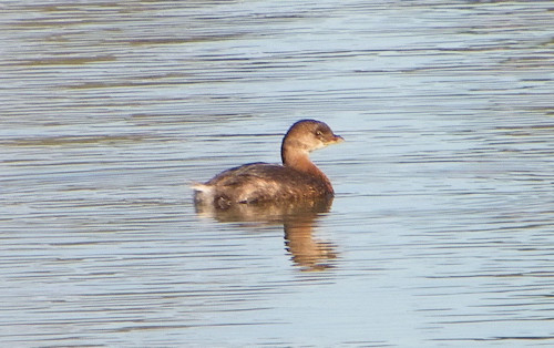 hannah maria grebe feet 1