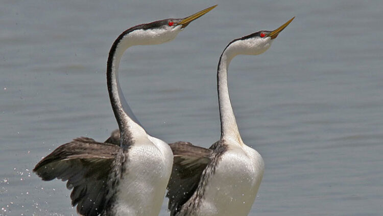 hannah maria grebe feet 3