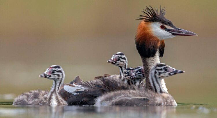 hannah maria grebe feet