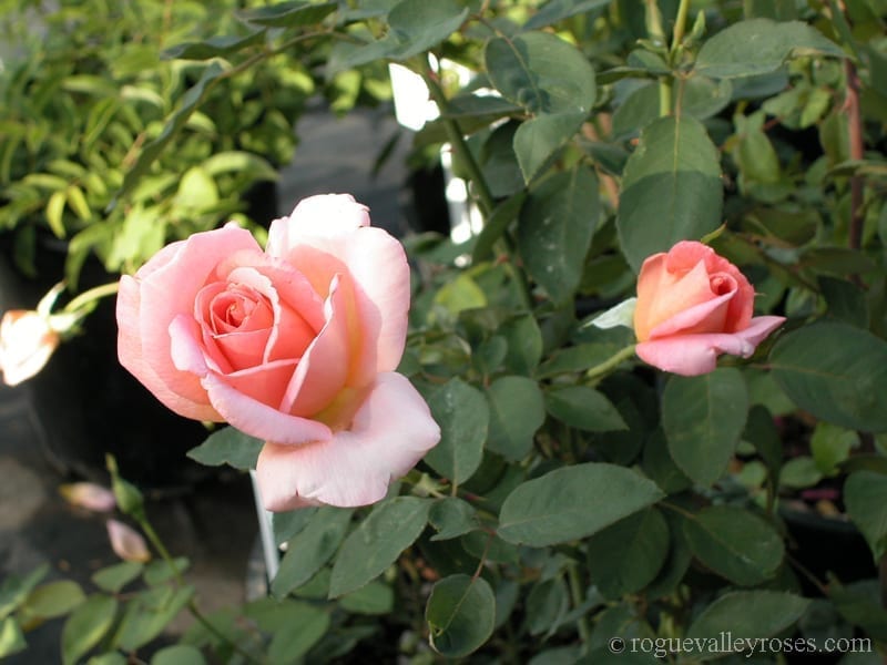 helen traubel feet 1