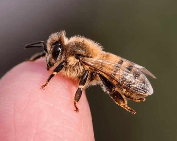 honey bee feet 2