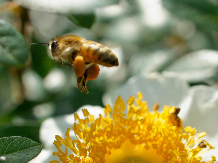 honey bee feet 6