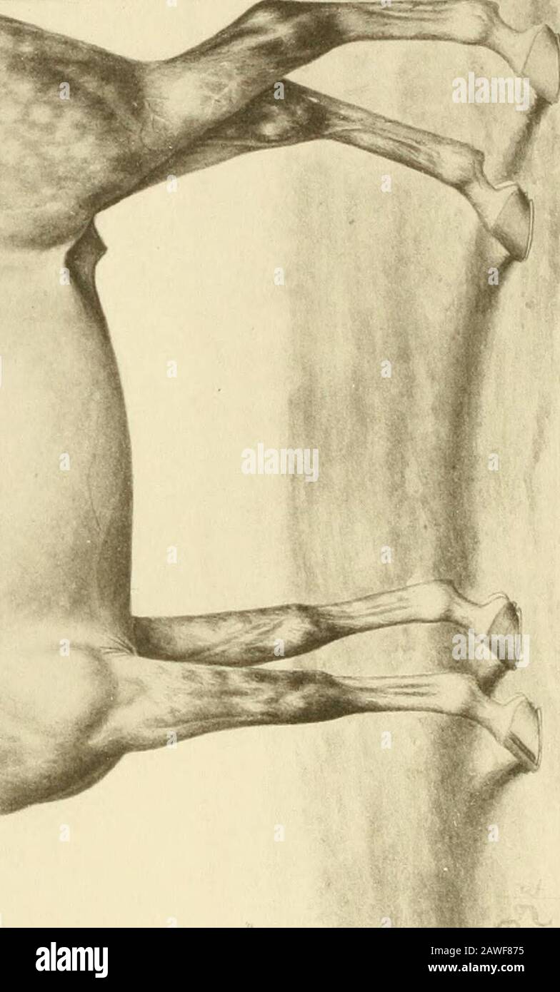 huntington parson feet 5