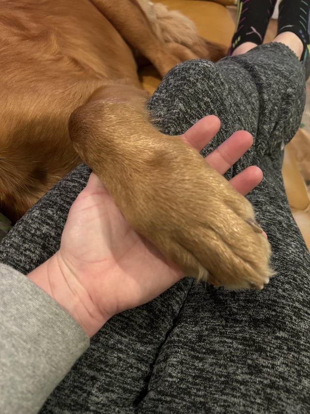 i love golden retrievers feet 1