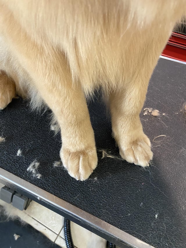 i love golden retrievers feet 3