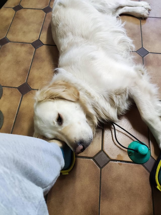 i love golden retrievers feet 4