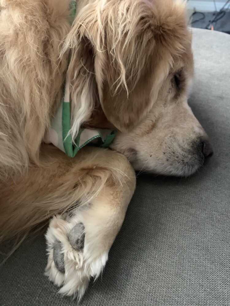 i love golden retrievers feet 5 scaled
