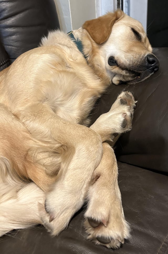 i love golden retrievers feet 6
