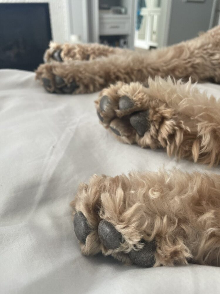 i. marlene king feet 6