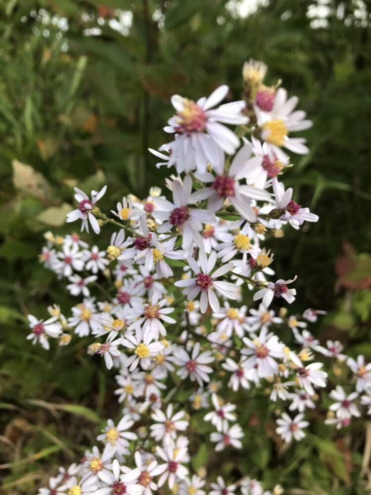 ian kinross feet 5 scaled