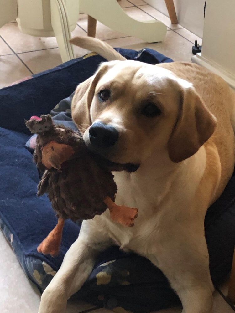 ian litomatoma feet 4