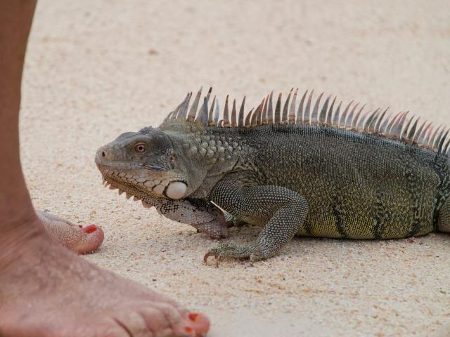 iguana alana feet 2