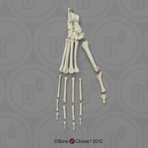 indri indawati feet 3