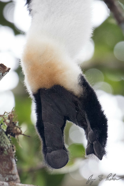 indri indawati feet