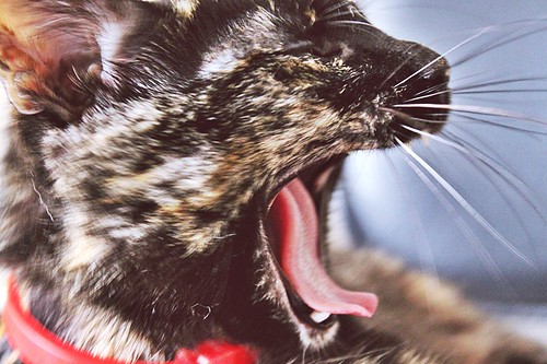 ingrid goncalves feet 4