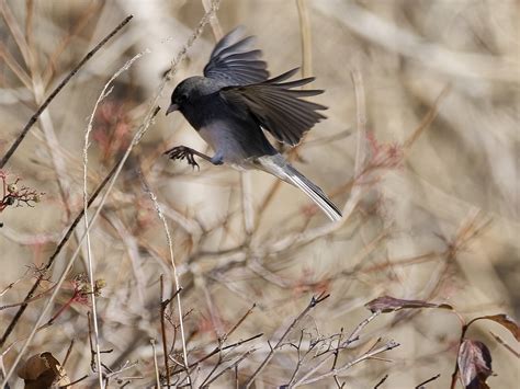 jazzmin leslie ocampo mcdonald feet 3