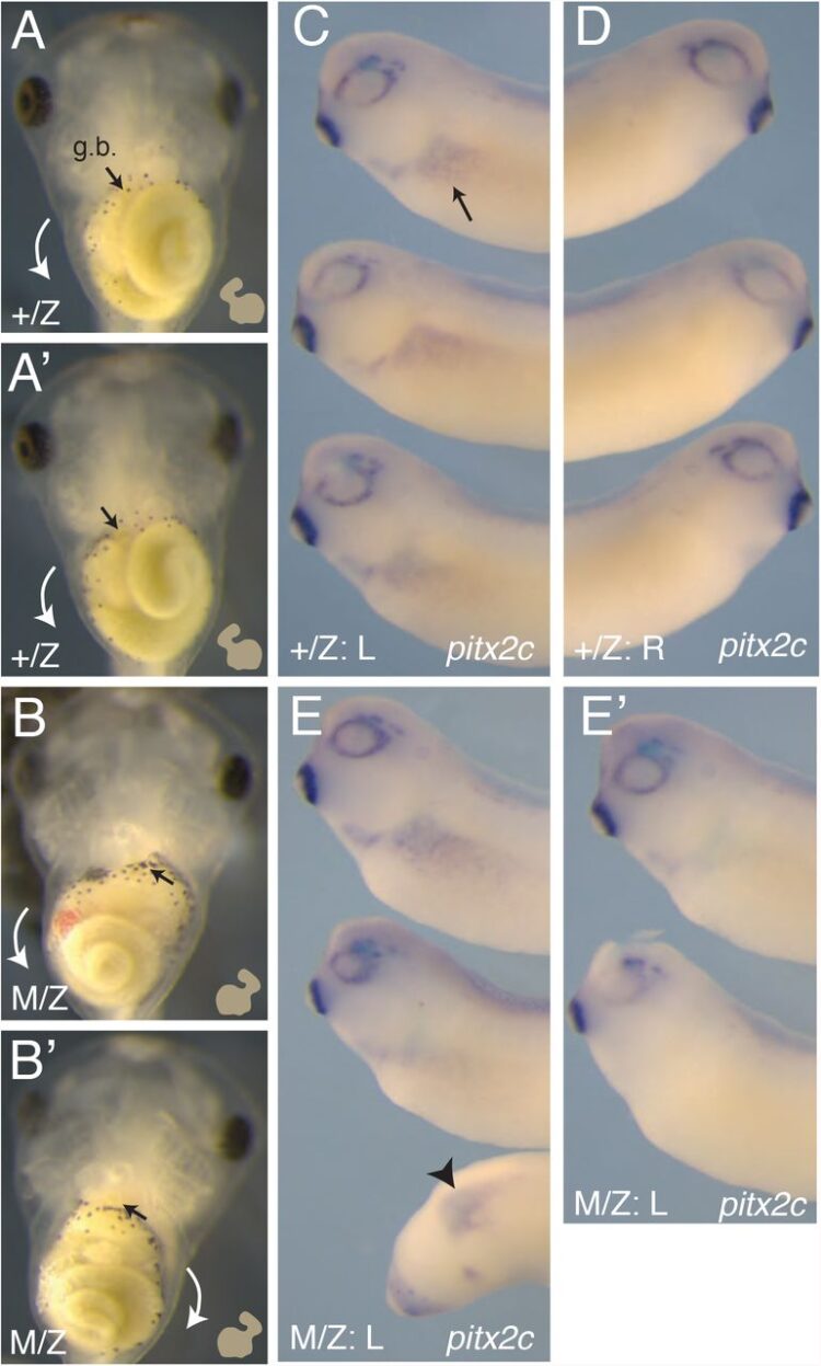 jbbouwmeester feet 4