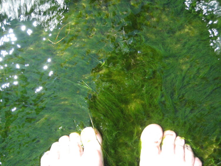 jessamyn west feet 2