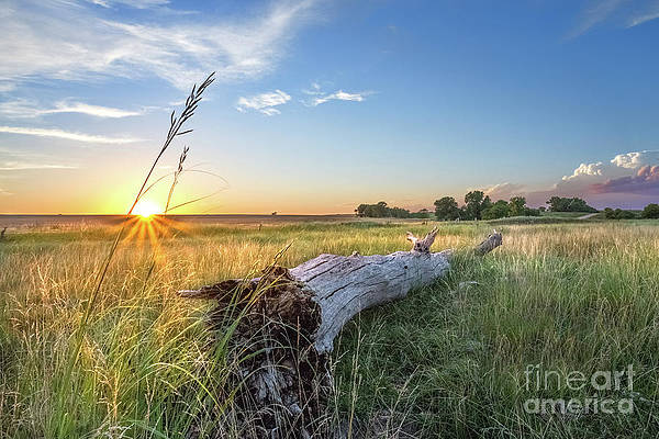 jill van dooren feet 1