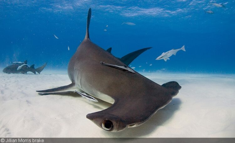 jillian morris brake feet 2