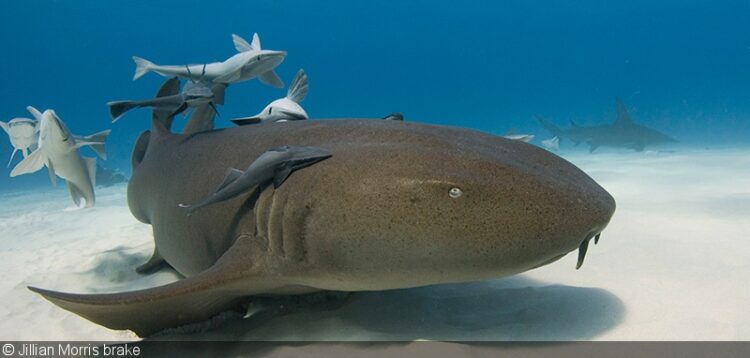 jillian morris brake feet 3