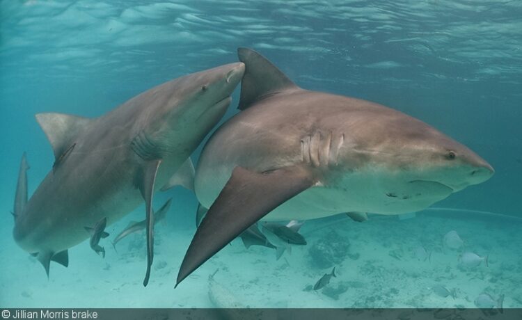 jillian morris brake feet 4