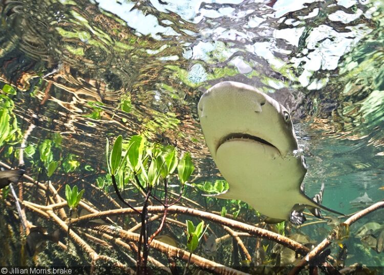 jillian morris brake feet 6