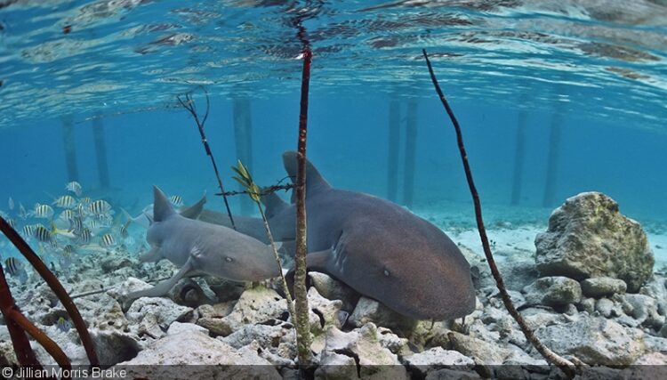 jillian morris brake feet